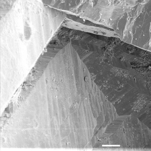 Electron micrograph of ribbon helictite lath