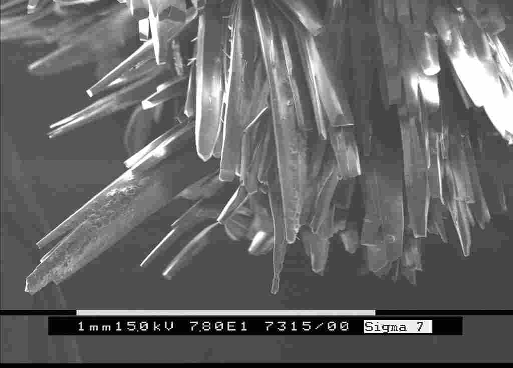 (Aragonite crystals under the scanning electron microscope)