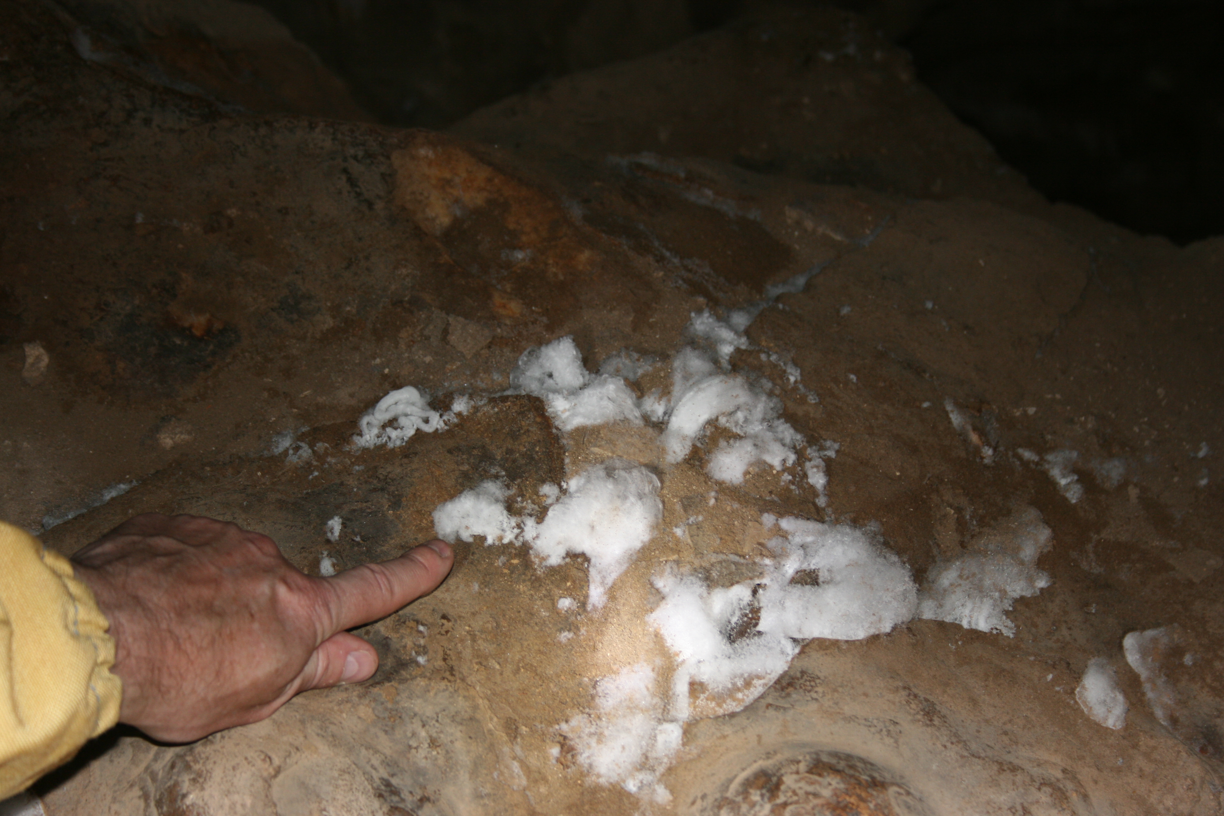 photo of deliquescent material in
				Fig Tree Cave entrance