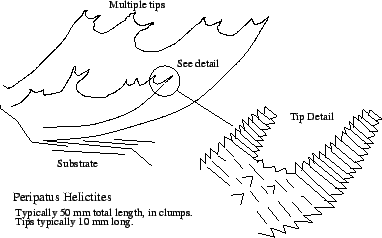 \scalebox {0.6}{\includegraphics{peripatus.eps}}